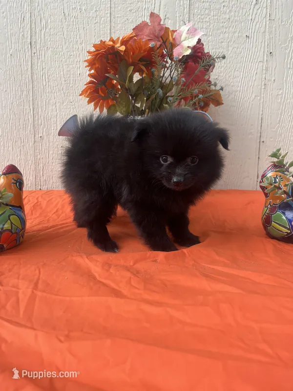 Nova  – Pomeranian puppy for sale in Menifee, CA