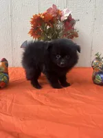 Nova , a female Pomeranian for sale in Menifee, CA – 1 of 3