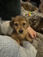 Tiny, a male Miniature Dachshund for sale in North Bennington, VT – Photo 4 of 4