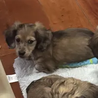 Tiny, a male Miniature Dachshund for sale in North Bennington, VT – Photo 6 of 9