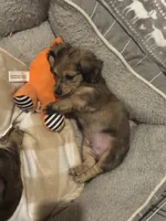 Tiny, a male Miniature Dachshund for sale in North Bennington, VT – Photo 2 of 4