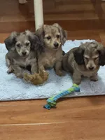 Tiny, a male Miniature Dachshund for sale in North Bennington, VT – Photo 9 of 9