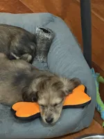 Tiny, a male Miniature Dachshund for sale in North Bennington, VT – Photo 3 of 4