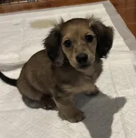 Tiny, a male Miniature Dachshund for sale in North Bennington, VT – Photo 5 of 9