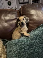 Tiny, a male Miniature Dachshund for sale in North Bennington, VT – Photo 8 of 9
