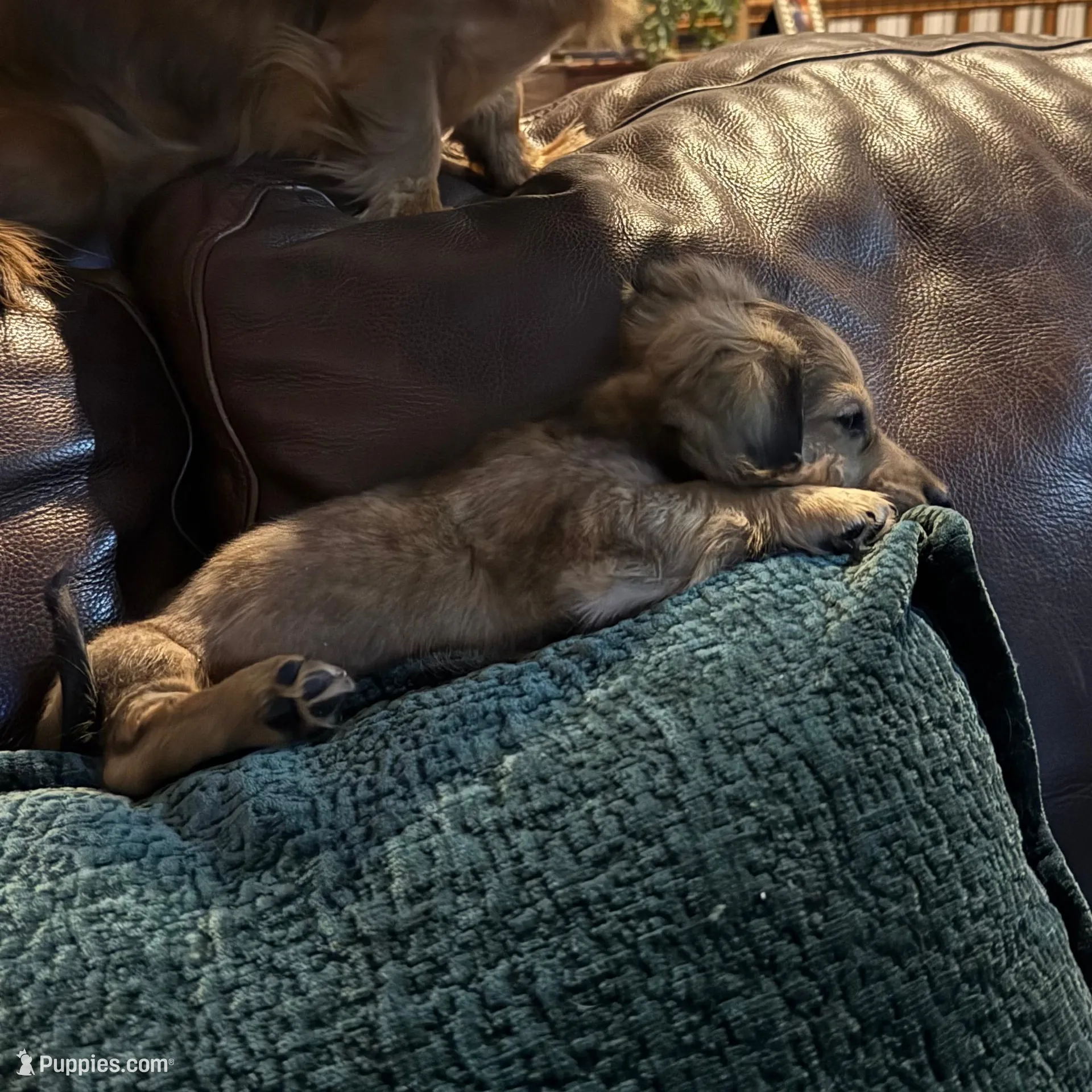 Tiny, a male Miniature Dachshund for sale in North Bennington, VT – Photo 7 of 9