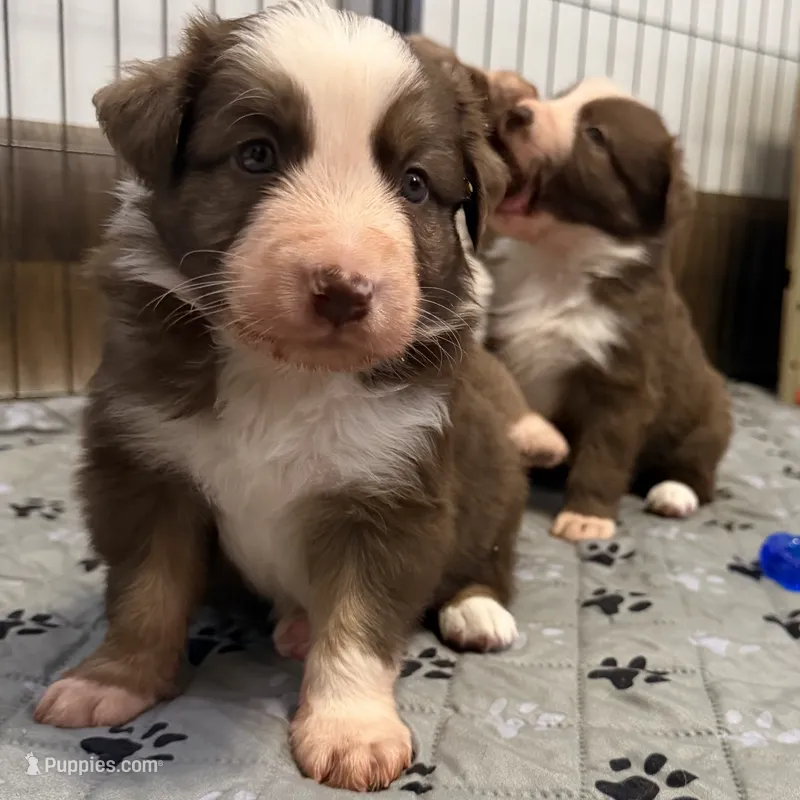 Hydro – Border Collie puppy for sale in Lansing, MI