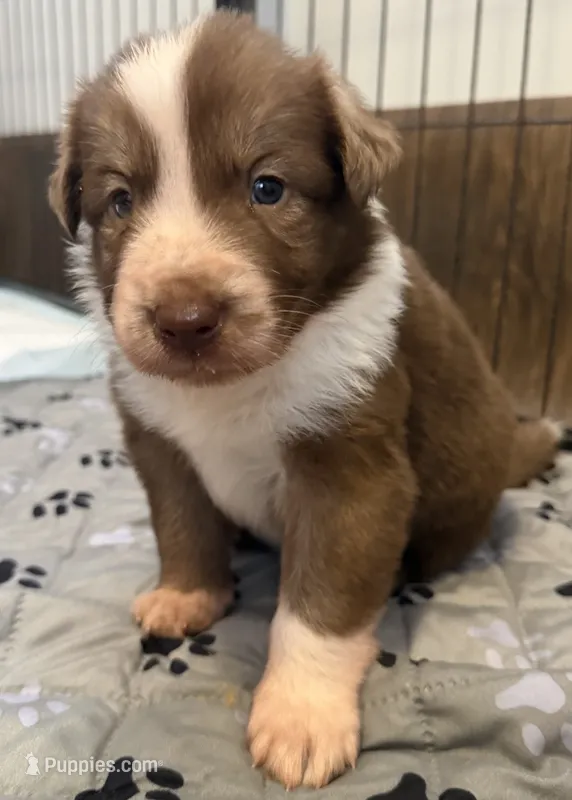 Aero – Border Collie puppy for sale in Lansing, MI