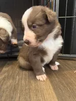 Gaia, a male Border Collie for sale in Lansing, MI – 2 of 3