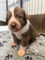 Aero, a male Border Collie for sale in Lansing, MI – 2 of 3
