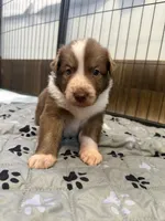Aero, a male Border Collie for sale in Lansing, MI – 3 of 3