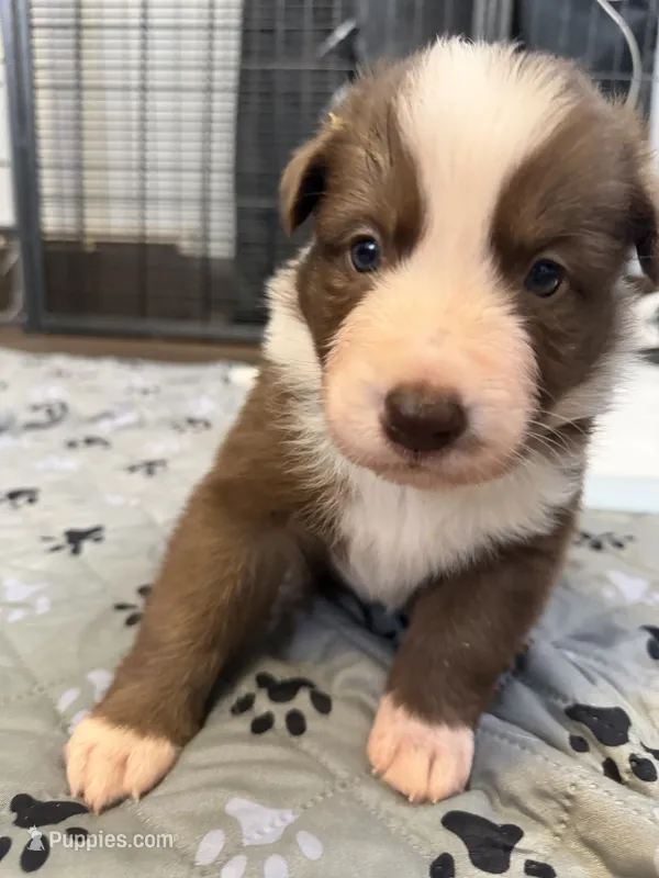 Pyro – Border Collie puppy for sale in Lansing, MI