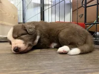 Gaia, a male Border Collie for sale in Lansing, MI – 3 of 3