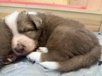 Pyro, a male Border Collie for sale in Lansing, MI – 3 of 3