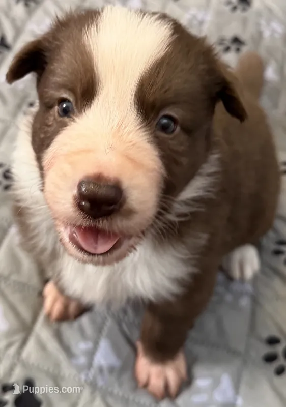 Gaia – Border Collie puppy for sale in Lansing, MI