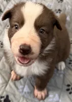 Gaia, a male Border Collie for sale in Lansing, MI – 1 of 3