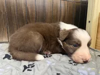 Hydro, a male Border Collie for sale in Lansing, MI – 2 of 3