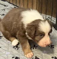 Hydro, a male Border Collie for sale in Lansing, MI – 2 of 5