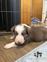 Hydro, a male Border Collie for sale in Lansing, MI – 3 of 3