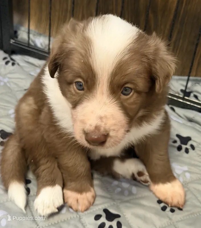 Pyro – Border Collie puppy for sale in Lansing, MI