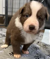 Pyro, a male Border Collie for sale in Lansing, MI – 2 of 3