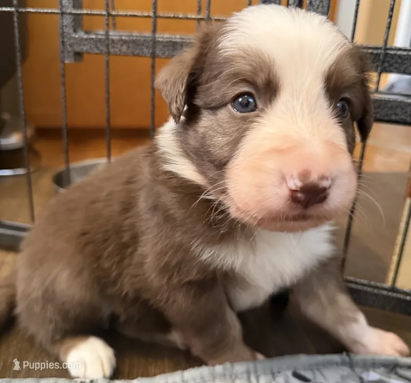 Hydro – Border Collie puppy for sale in Lansing, MI