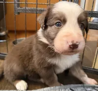 Hydro, a male Border Collie for sale in Lansing, MI – 1 of 3