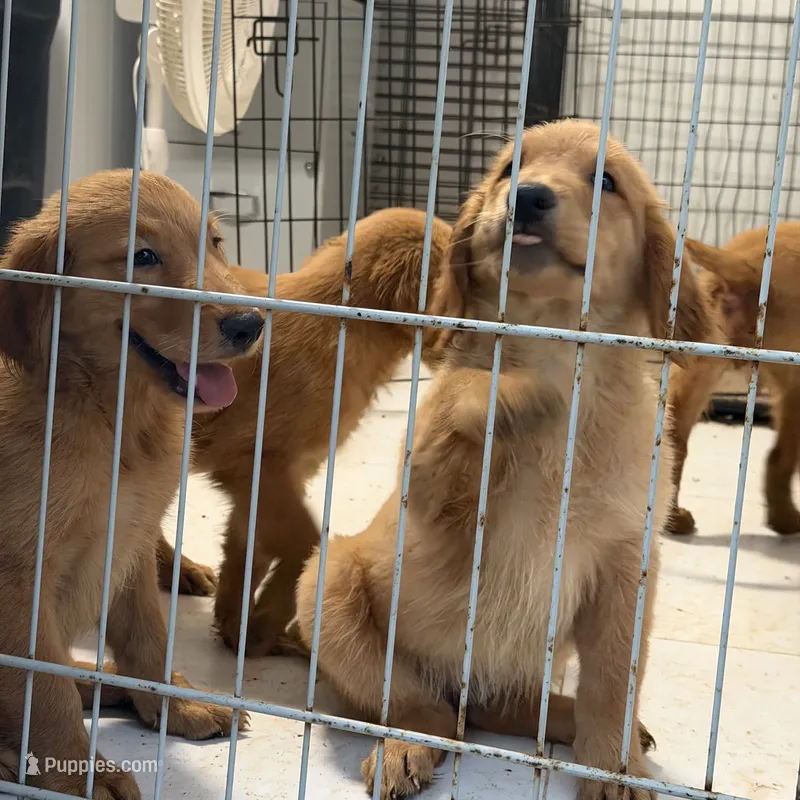 Golden retriever  – Golden Retriever puppy for sale in Orlando, FL