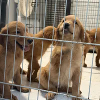 Golden retriever , a female Golden Retriever for sale in Orlando, FL – 1 of 10