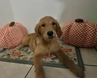 Golden retriever , a female Golden Retriever for sale in Orlando, FL – 6 of 8