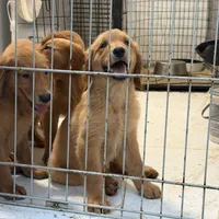 Golden retriever , a female Golden Retriever for sale in Orlando, FL – 3 of 10