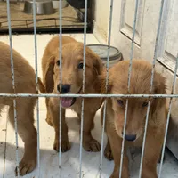 Golden retriever , a female Golden Retriever for sale in Orlando, FL – 5 of 10