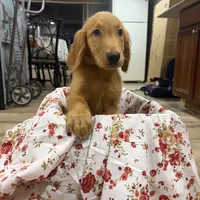 Golden retriever , a female Golden Retriever for sale in Orlando, FL – 5 of 5