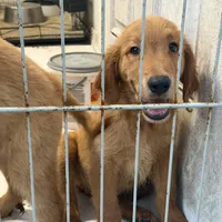 Golden retriever , a female Golden Retriever for sale in Orlando, FL – 4 of 10