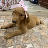 Golden retriever , a male Golden Retriever for sale in Orlando, FL – 5 of 6