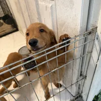 Golden retriever , a female Golden Retriever for sale in Orlando, FL – 8 of 10