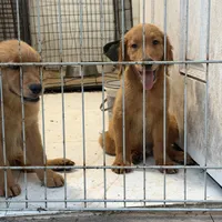 Golden retriever , a female Golden Retriever for sale in Orlando, FL – 7 of 10