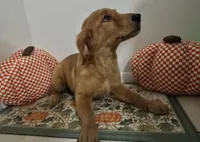 Golden retriever , a female Golden Retriever for sale in Orlando, FL – 5 of 8