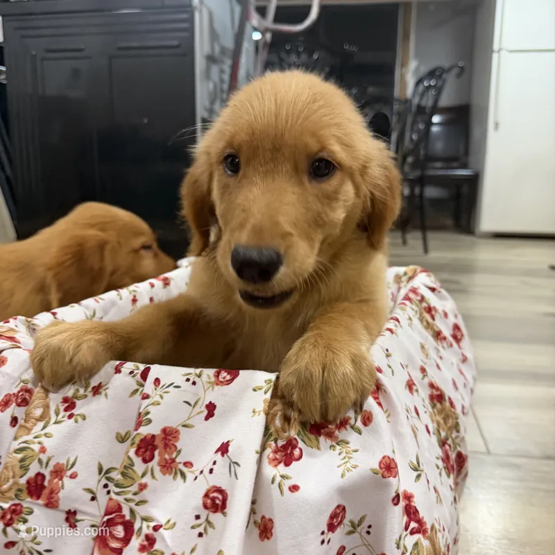 Golden retriever  – Golden Retriever puppy for sale in Orlando, FL