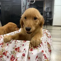 Golden retriever , a female Golden Retriever for sale in Orlando, FL – 3 of 5