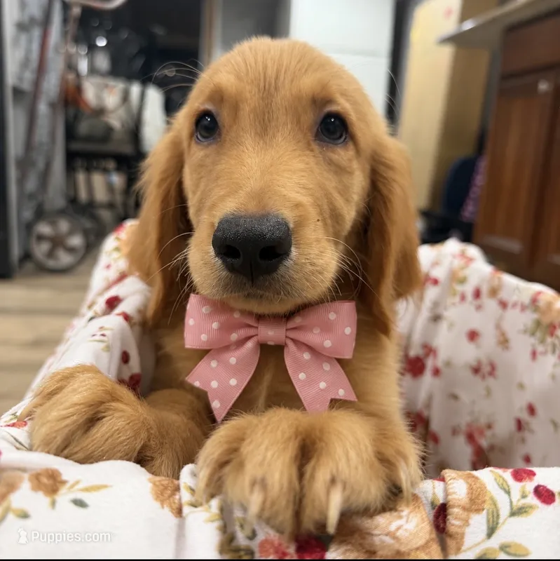 Golden retriever  – Golden Retriever puppy for sale in Orlando, FL
