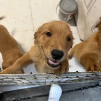 Golden retriever , a female Golden Retriever for sale in Orlando, FL – 9 of 10