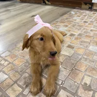 Golden retriever , a male Golden Retriever for sale in Orlando, FL – 2 of 6