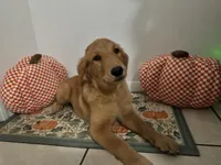 Golden retriever , a female Golden Retriever for sale in Orlando, FL – 4 of 8