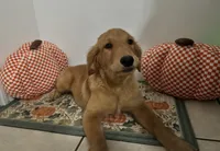 Golden retriever , a female Golden Retriever for sale in Orlando, FL – 1 of 8