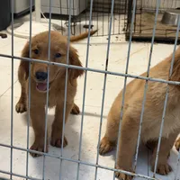 Golden retriever , a female Golden Retriever for sale in Orlando, FL – 6 of 10