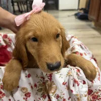 Golden retriever , a male Golden Retriever for sale in Orlando, FL – 3 of 6