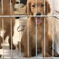 Golden retriever , a female Golden Retriever for sale in Orlando, FL – 10 of 10