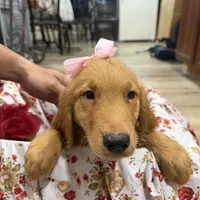 Golden retriever , a female Golden Retriever for sale in Orlando, FL – 4 of 5