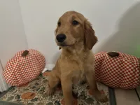 Golden retriever , a female Golden Retriever for sale in Orlando, FL – 2 of 8